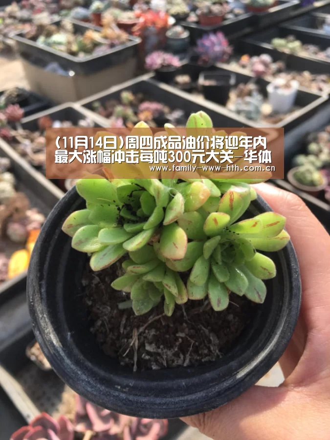华体会体育
